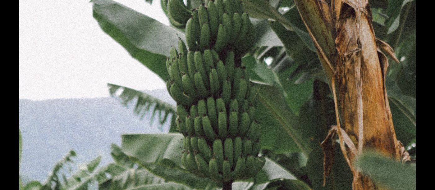 A banana block in full leaf, one green bunch hanging in the foreground and the stems running away in rows to the hillside behind.