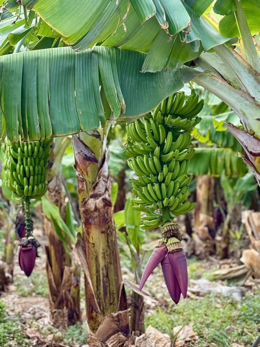 A banana plantation, the leaf canopy closed overhead and the stems running away in rows.