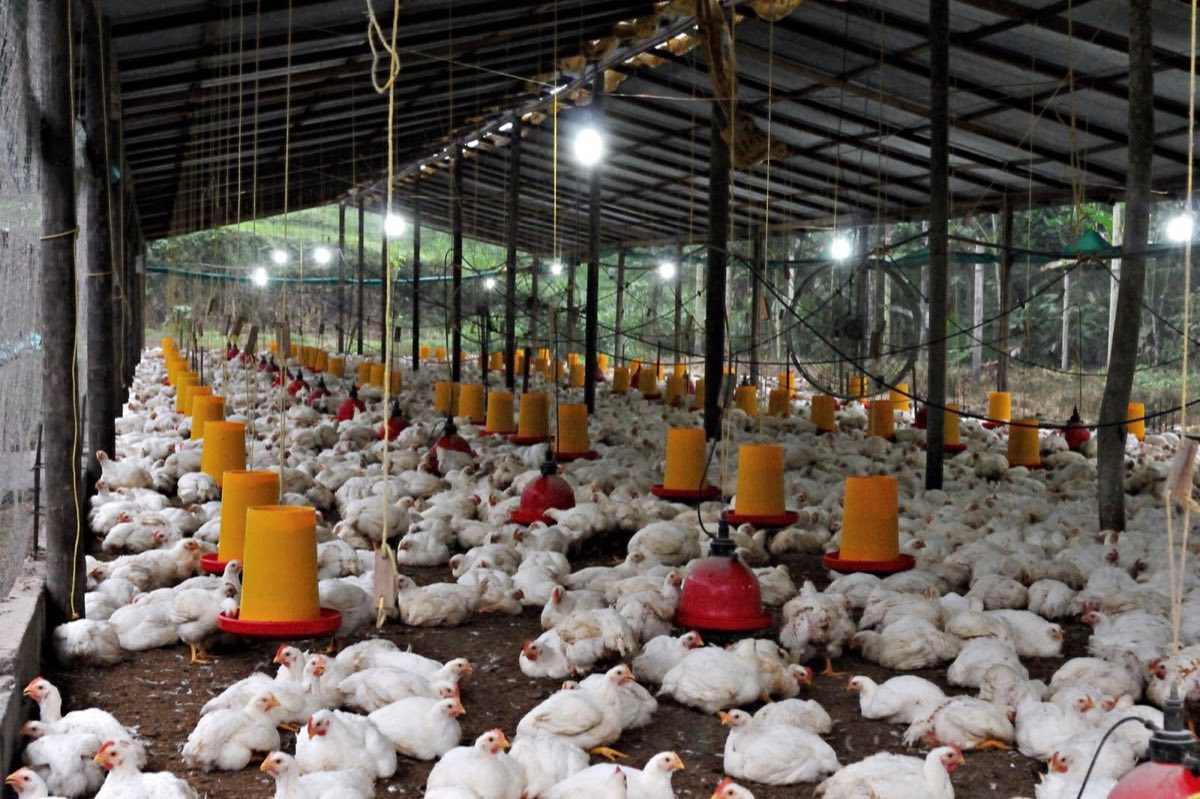 An open-sided tropical broiler house on deep litter, hanging feeders and drinkers in rows above a full floor of white birds.