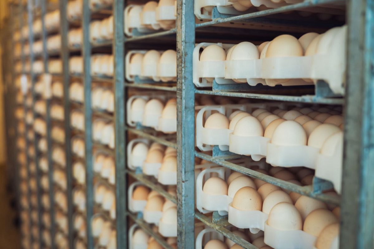 Pale eggs filling stacked trays on a rack, seen end-on.
