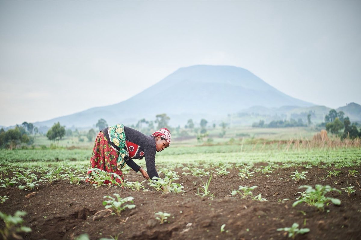 A farmer working a field by hand, a volcano of the Virunga range standing in the haze behind.