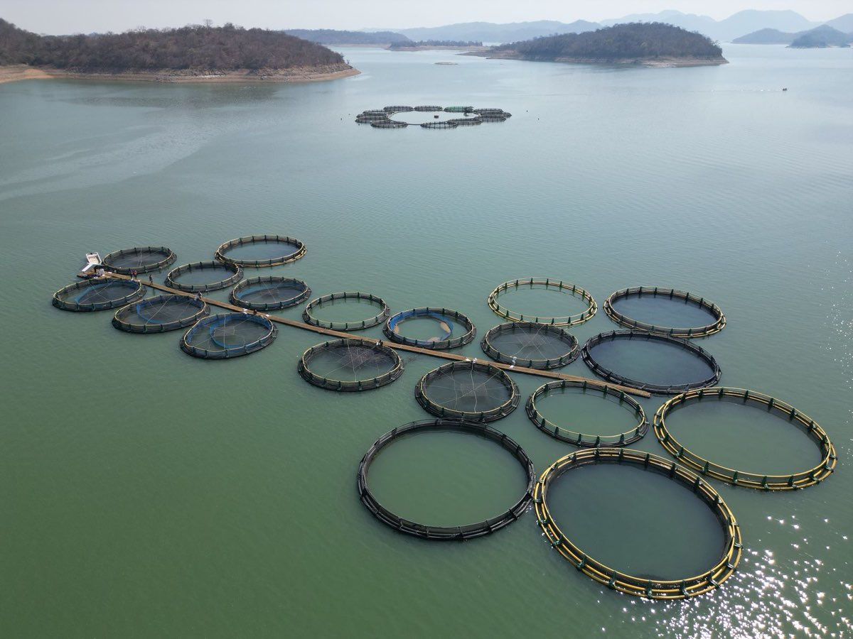 Circular fish cages moored in a grid on a still lake, hills rising behind the far shore.