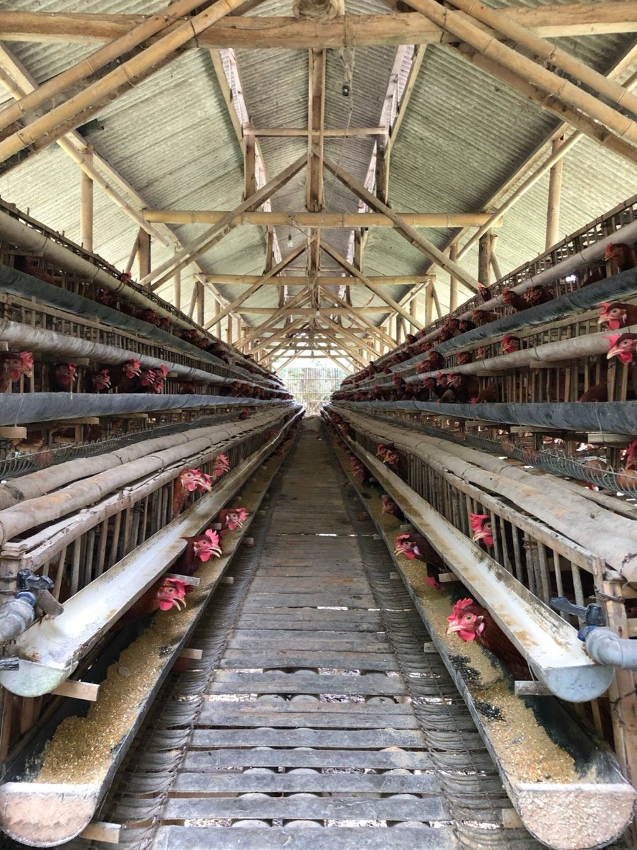 The central aisle of a timber-framed layer house, tiered cages of brown hens running away to both sides.