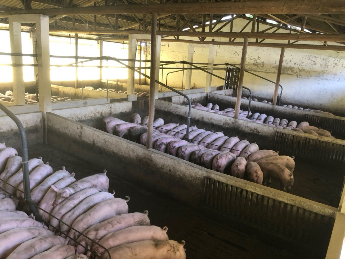 Rows of pigs in the concrete pens of a commercial finishing house, seen from the walkway above.